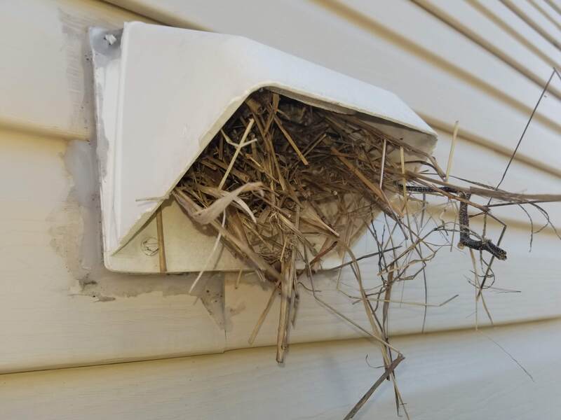 Bird nest removal in franklin tn